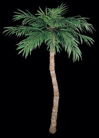 10 feet-14 feet Coconut Palm