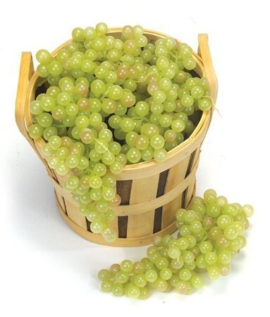 Muscat Grape Cluster Sold by the dozen