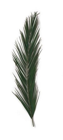 40 inches Preserved Canariensis Palm Frond  (Set of 5)