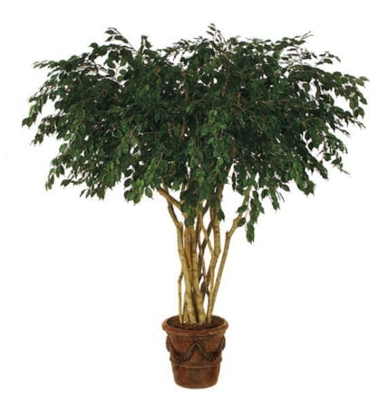 Custom Made 8 feet Black Olive Tree Fire Retardant