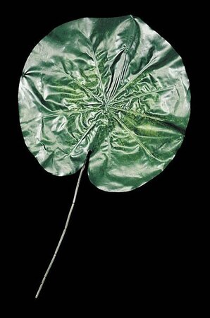 29 inches Long Giant Lotus Leaf Sold by the dozen