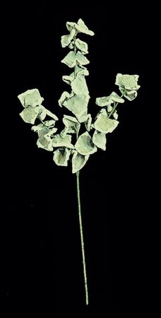 28 inches length Curly Leaves sold per dozen