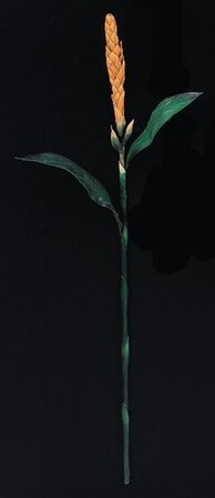 Tropical Flowering Ginger Torch Peach