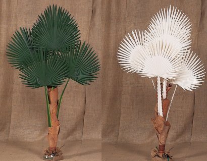 EF-BURI 5 feet, 7 feet Canvas Buri Palm