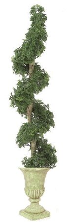 Custom Made Ming Aralia Spiral Topiary Safe for Outdoor Use!