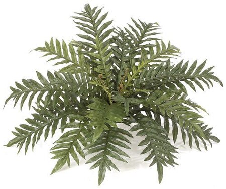 34 inches Wide Hare's Foot Fern
