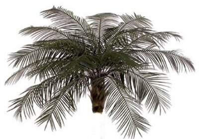 A-0091 Outdoor Phoenix Palm Head Custom Made 18 Fronds OR 24 Fronds