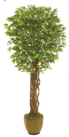 EF-8005 5 feet Outdoor UV Coated  Ficus Tree