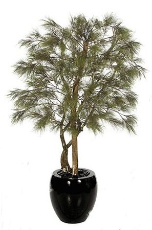 W-72176 6.5 feet Custom Made Plastic Peacock Pine Tree - Natural Trunks