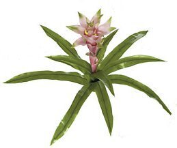 P-86162 19 inches Bromeliad Plant - 10 Green Leaves - Pink