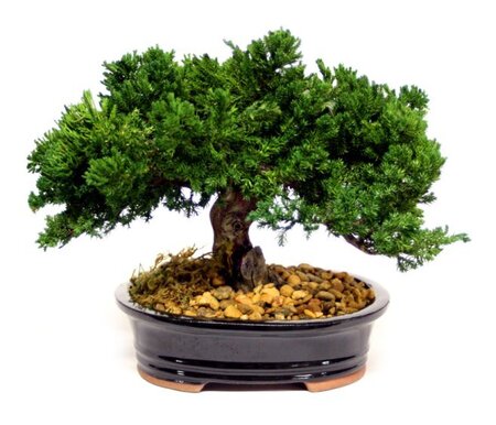 EF-0008 10 inches Single Preserved Monterey Bonsai