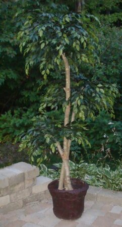 EF-2500 6 feet Polyblend Outdoor 3 head Ficus Tree 6 feet- 3.5 feet- 4.5 feet - on natural wood 2,000 Leaves