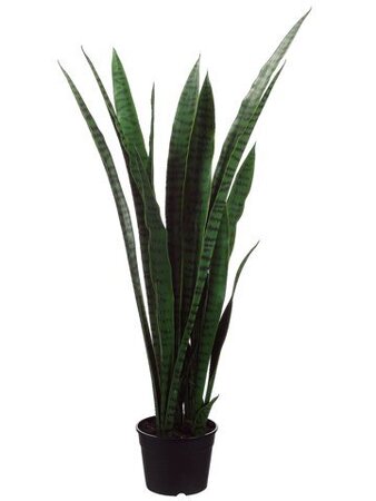 EF-501 44 inches Sansevieria Plant in Plastic Pot Two Tone Green (Sold as a 2 pc Set)