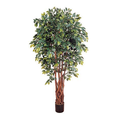 EF-1847 6 feet Sakaki Ficus Tree 2,205 Lvs Natural Trunk