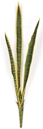 A-83800 34 inches Sansevieria Bush - 6 Green Leaves with Yellow Edge - 8 inches Width - Bare Stem