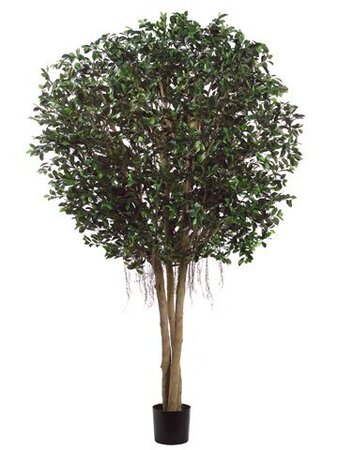 EF-909  9 feet Ficus Retusa Giant Tree natural Wood Trunks in Pot Two Tone Green