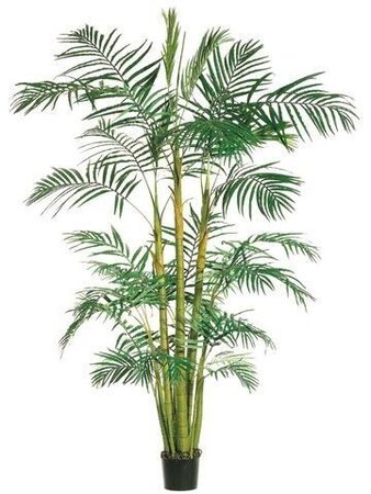 EF-35  9 feet Areca Palm Tree x3 in Round Pot Green (Price is for 2 Whole Palm Tree feets)