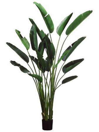 EF-608 8 feet Bird of Paradise Plant w/18 Lvs. in Plastic Pot Green (Price is for a 2 whole palms)