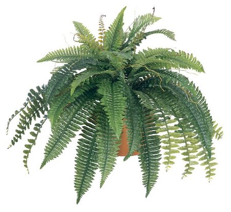 EF-2505 40 inches Self Shaped Boston Fern x 5 w/ 53 Lvs. & Twigs