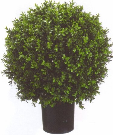 24" Tall 18" Wide Indoor/Outdoor Boxwood Ball Bush