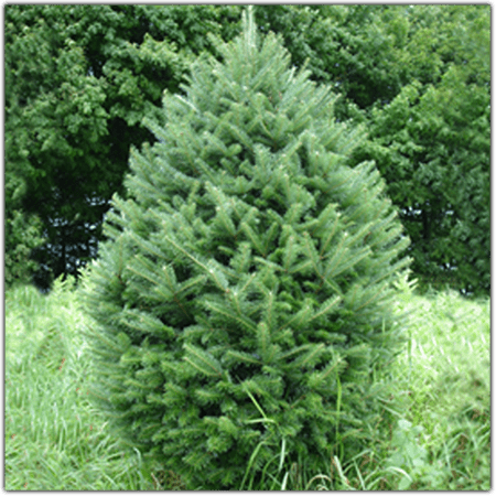 EF-67  5 feet to 8 feet Tall Fresh Cut Natural Balsom Fir Christmas trees dark Green Color