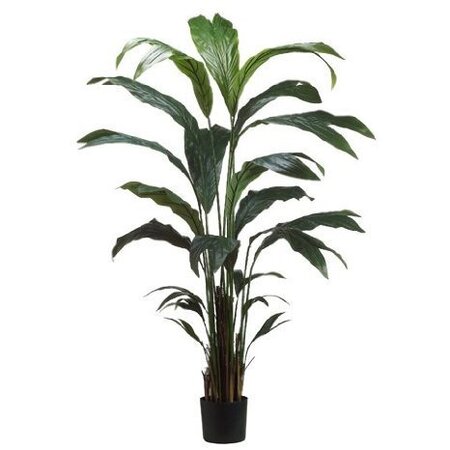 EF-826  6 feet Travellers Palm Tree in Plastic Pot Green (Price is for a set of two whole trees)