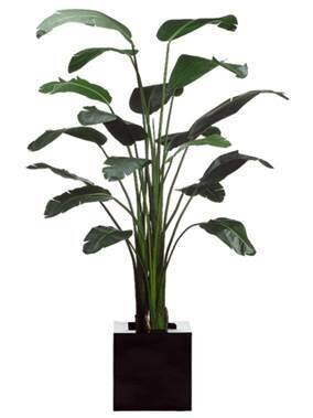 EF-4630   	8.5 feet Bird of Paradise Plant in Resin Planter Shown**