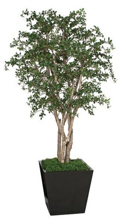 8 feet Live Oak Tree - Natural Wood Trunks - 7,128 Leaves