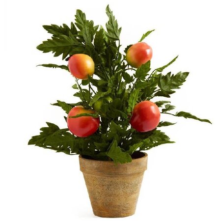 16 inches  Potted Tomato Plant***