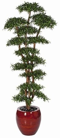 10 feet Podocarpus Shelf Tree - Natural Trunks - 18,396 Green Leaves