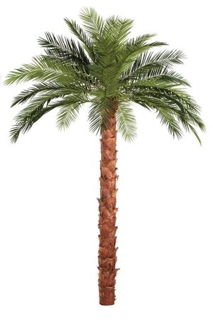 10 feet Phoenix Palm Tree - Natural Boot Trunk - 28 Fronds- FIRE RETARDANT