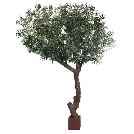 9.5 feet to 10 Foot exotic CALIFORNIA OLIVE TREE OLIVE TREE with olives