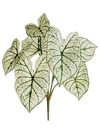23 inches Caladium Leaf Bush   Two Tone Green