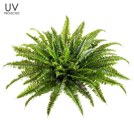30 inches UV Outdoor Protected Boston Fern   Green