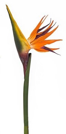 38 inches BIRD OF PARADISE STEM