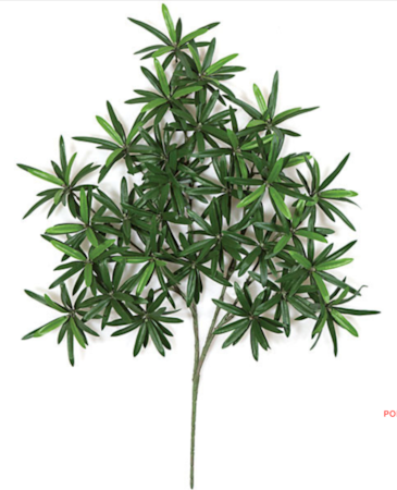 PODOCARPUS