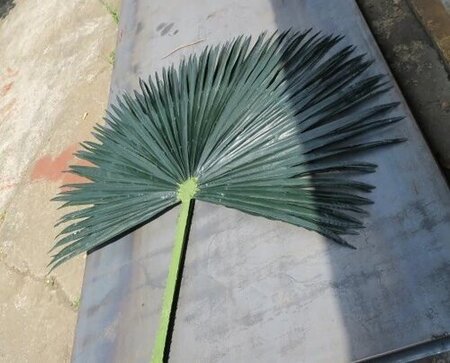 84 Inch Large Outdoor Uv Washingtonia Palm Branch