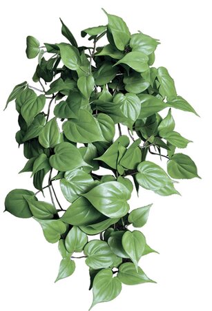 30 Inch PHILODENDRON VINE Bush Fire Retardant