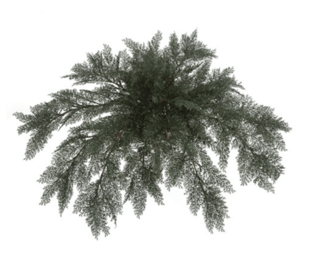 37 inches Outdoor Large Spreading  Juniper - 40" to 48" Width- Green - Bare Stem