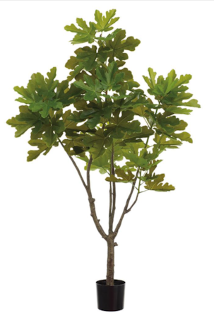 6 Foot Outdoor UV Protected Fig Tree in Plastic Pot (knock-Down Packing) Green