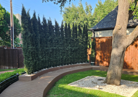 6 Foot Outdoor UV Rated Italian Cypress Tree