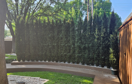 6 Foot Outdoor UV Rated Italian Cypress Tree