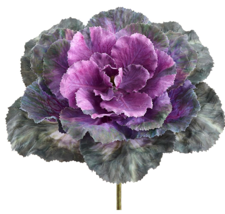 10" Large Cabbage/Kale  Purple / Green