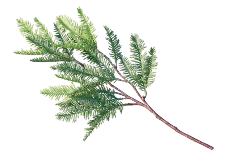 21 inch or 32 Inch hemlock pine spray Fire Rated