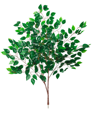 14' Tall x 13' Wide - Giant Ficus Tree Dark Green