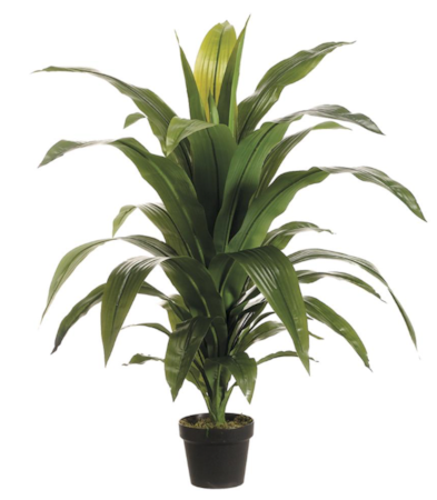44" Dracaena Fragans Plant in Plastic Pot Green