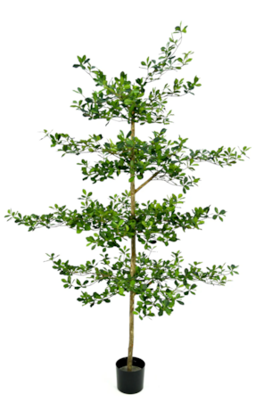 7.5' SHADY LADY OLIVE TREE