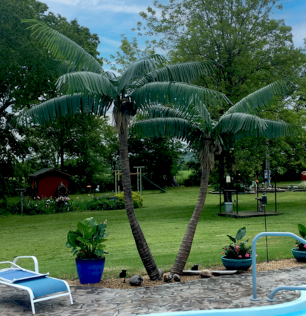8 Foot to 12 Foot Outdoor UV Rated Commercial Style Caribbean Palm Tree