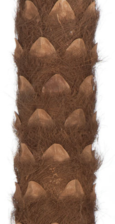 12 feet Artificial Coconut Palm - Natural Trunk - 15 Fronds - 3 Coconuts - Bare Trunk
