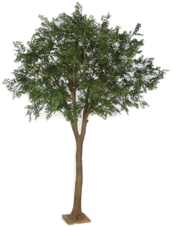 12' FireSafe Orange Jasmine Tree